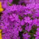 Floks szydlasty 'Spring Purple'